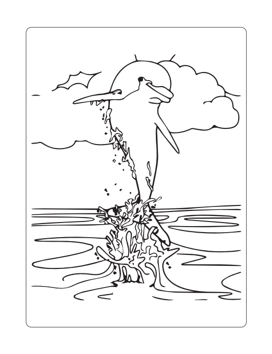 Dolphin Coloring Book 15-Page PDF + 15 draw pages